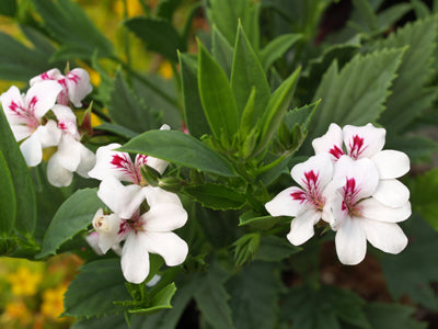 PELARGONIUM TRICUSPIDATUM