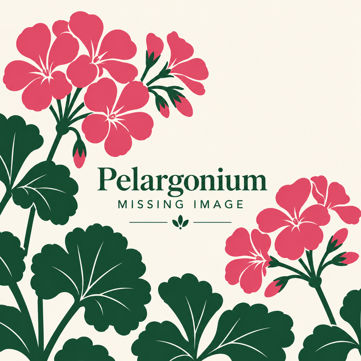 Pelargonium plants for sale