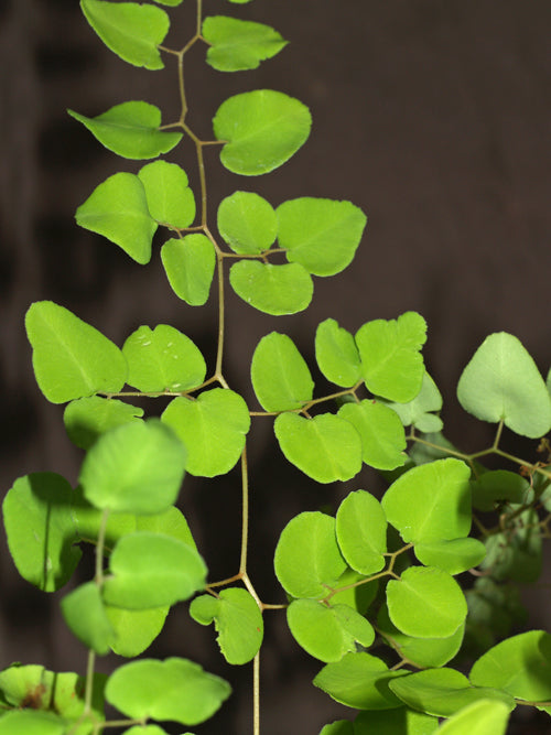 PELLAEA OVATA