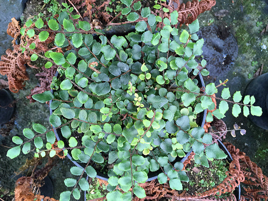 PELLAEA ROTUNDIFOLIA