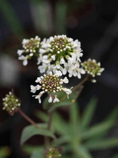 PELTARIA DUMULOSA