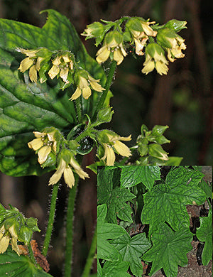 PELTOBOYKINIA WATANABEI