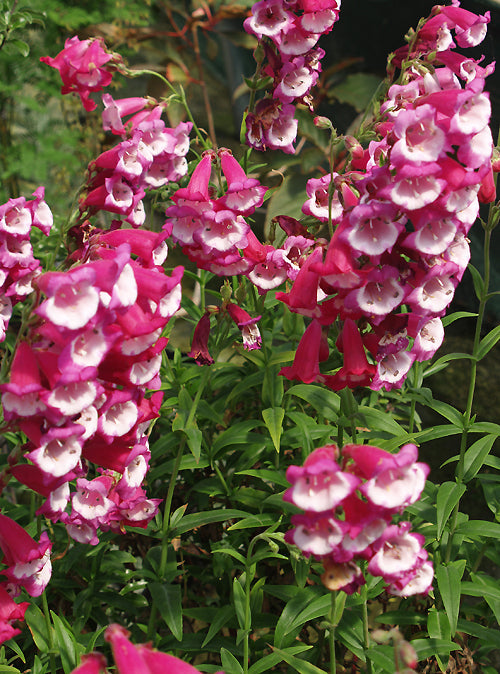 PENSTEMON 'PENSHAM AMELIA JAYNE'