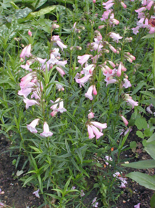 PENSTEMON 'APPLE BLOSSOM'