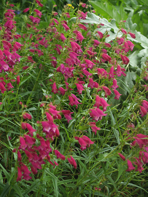 PENSTEMON 'ELGAR CROWN OF INDIA'