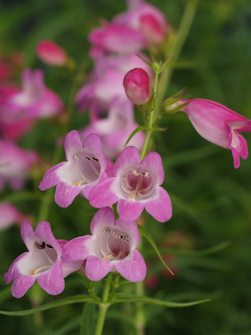 PENSTEMON 'ELGAR LIGHT OF LIFE'