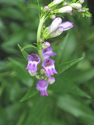 PENSTEMON MENSARUM