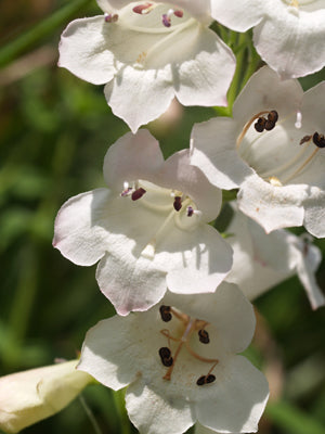 PENSTEMON 'SNOW STORM'