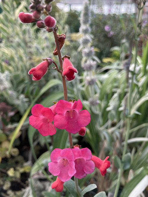 PENSTEMON SUPERBUS