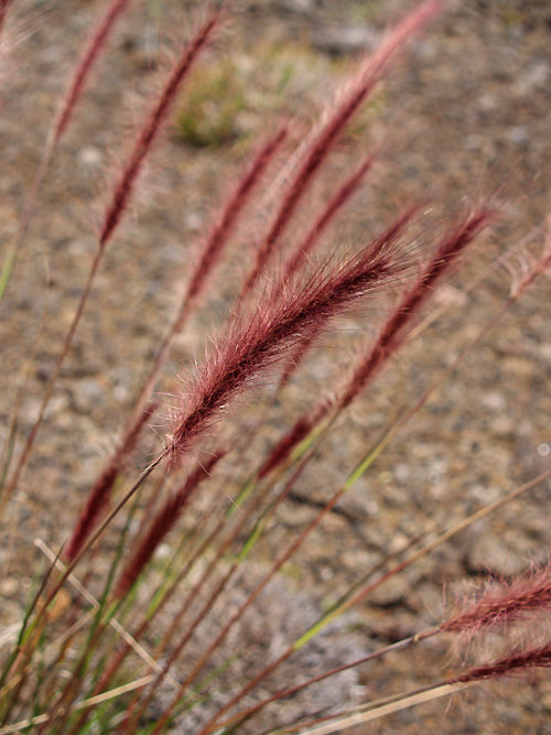 PENNISETUM CAFFRUM