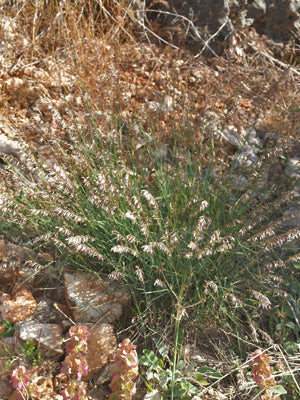PENNISETUM DIVISUM RCB RL-15