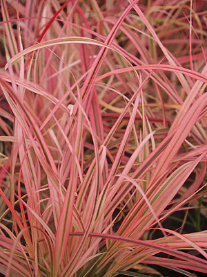PENNISETUM SETACEUM 'FIREWORKS'