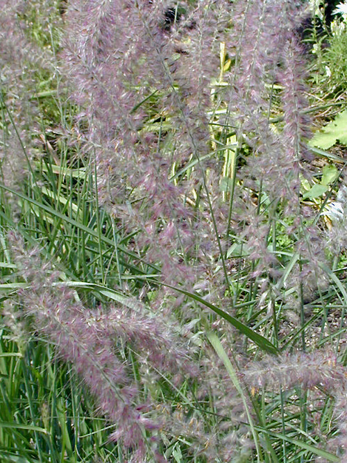 PENNISETUM ORIENTALE 'SHOGUN'