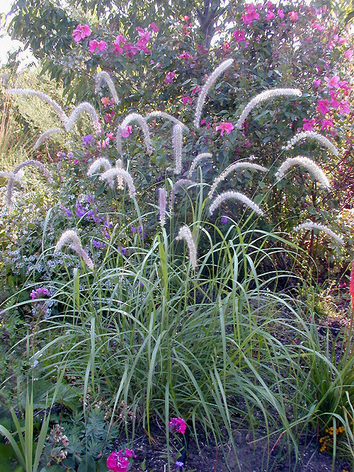PENNISETUM ORIENTALE 'TALL TAILS'