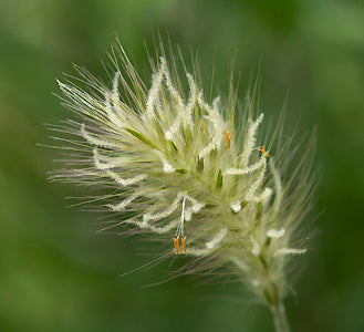 PENNISETUM VILLOSUM