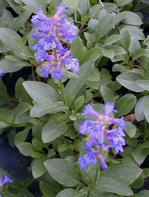 PENSTEMON ATTENUATUS NNS 96-176