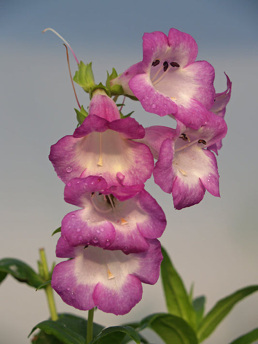 PENSTEMON 'BLUEBERRY FUDGE'