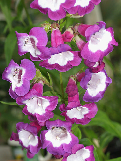 PENSTEMON 'COUNTESS OF DALKEITH'