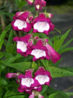 PENSTEMON 'CHARLES RUDD'