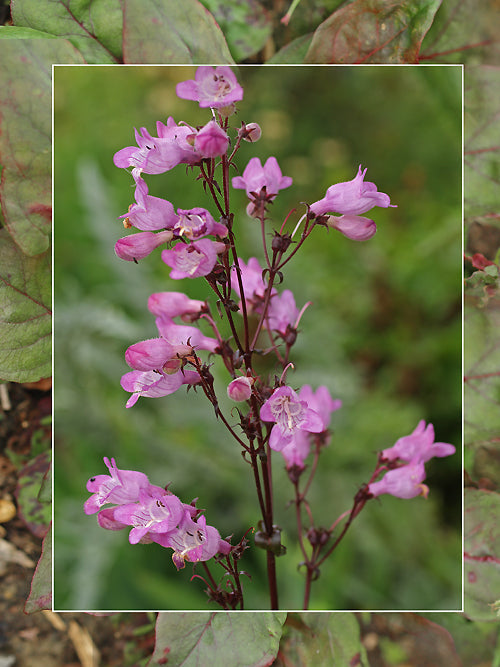 PENSTEMON DIGITALIS 'ISA'