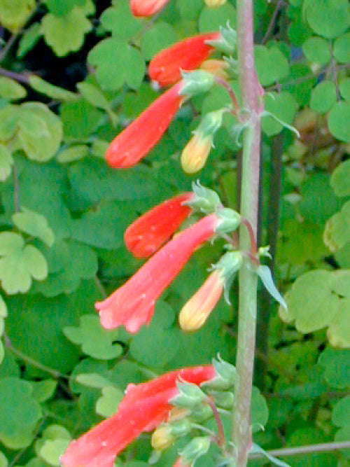PENSTEMON EATONII subsp.UNDOSUS NNS 04-326