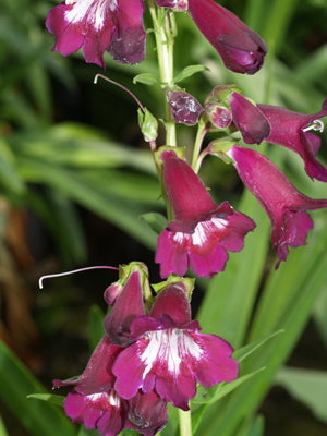 PENSTEMON 'ELMLEY'