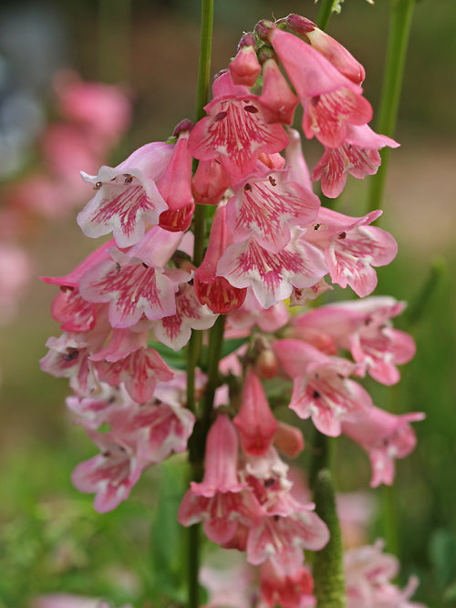 PENSTEMON 'HIDCOTE PINK'