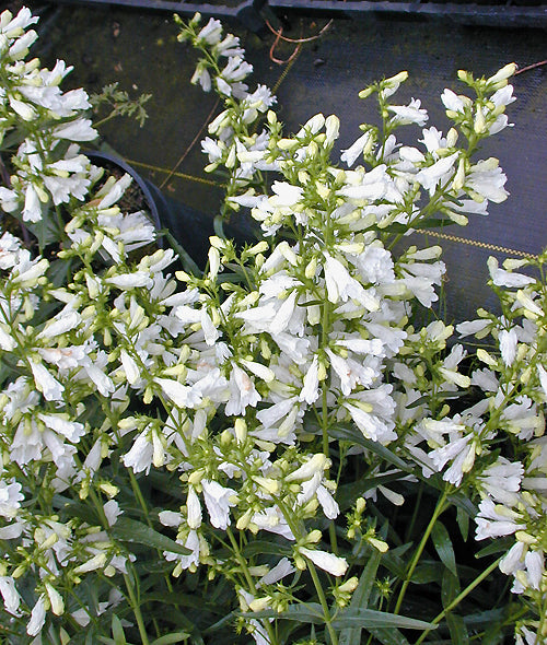 PENSTEMON HETEROPHYLLUS 'ROUNDWAY WHITE'