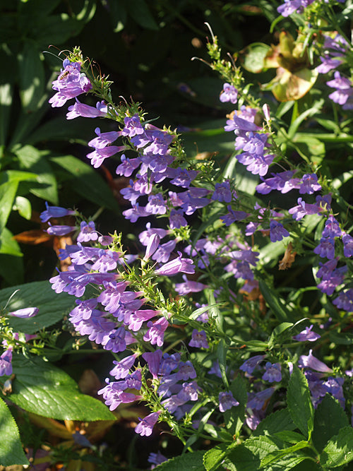 PENSTEMON HETEROPHYLLUS 'LANE FOX'