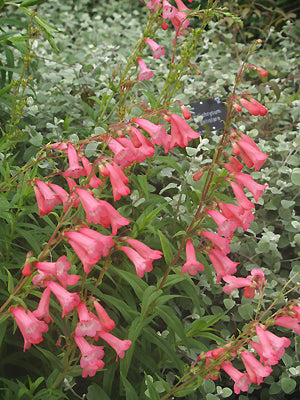 PENSTEMON 'PENNINGTON GEM'