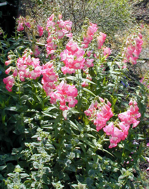 PENSTEMON 'PERSHORE PINK NECKLACE'