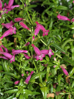 PENSTEMON 'PURPLE PIXIE'