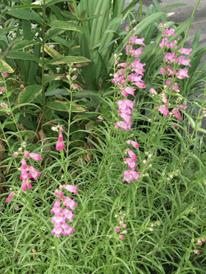 PENSTEMON 'RED ROCKS'