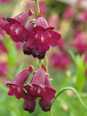 PENSTEMON 'RICH RUBY'
