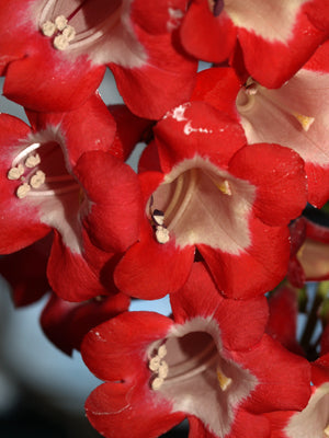 PENSTEMON 'RUBICUNDUS'