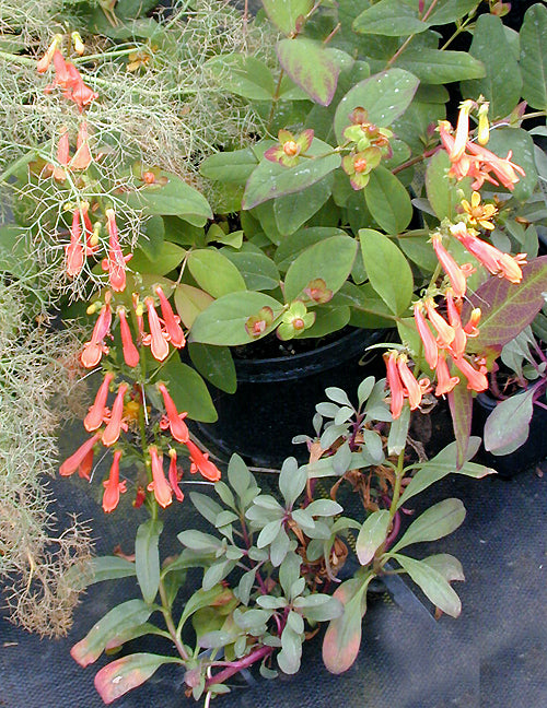 PENSTEMON ROSTRIFLORUS NNS 95-407
