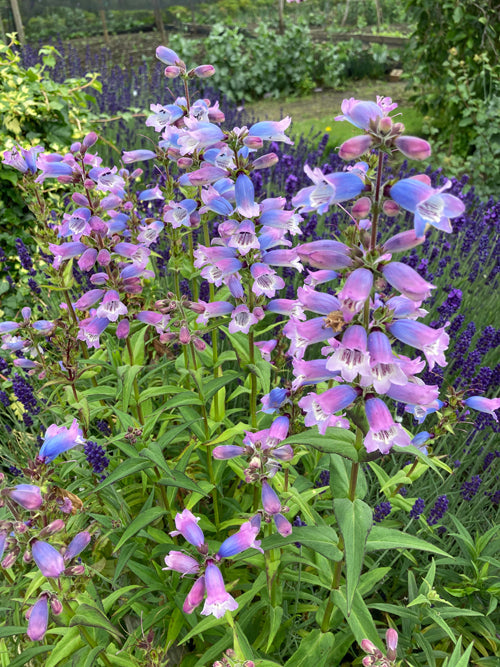 PENSTEMON 'STAPLEFORD GEM'