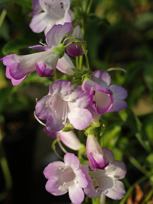 PENSTEMON 'ALICE HINDLEY'