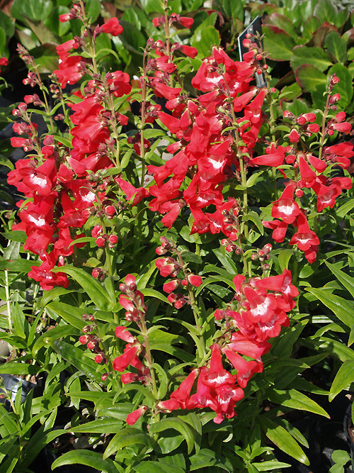 PENSTEMON 'BUBBLE GUM'