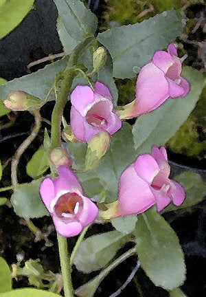 PENSTEMON FLORIDUS NNS 98-445