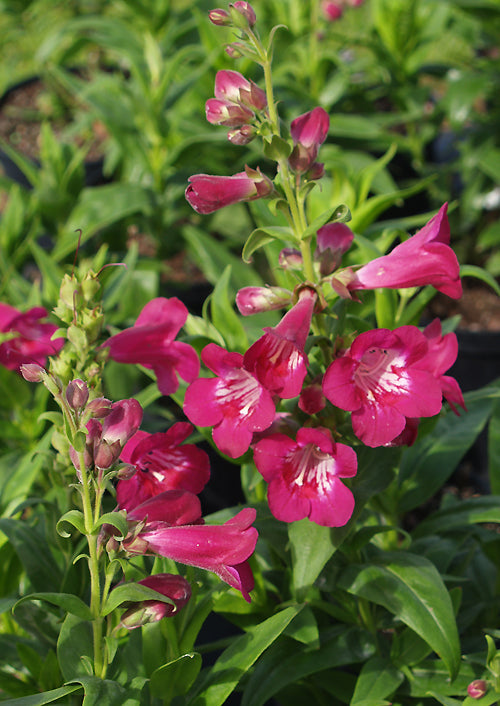 PENSTEMON 'JUICY GRAPE'