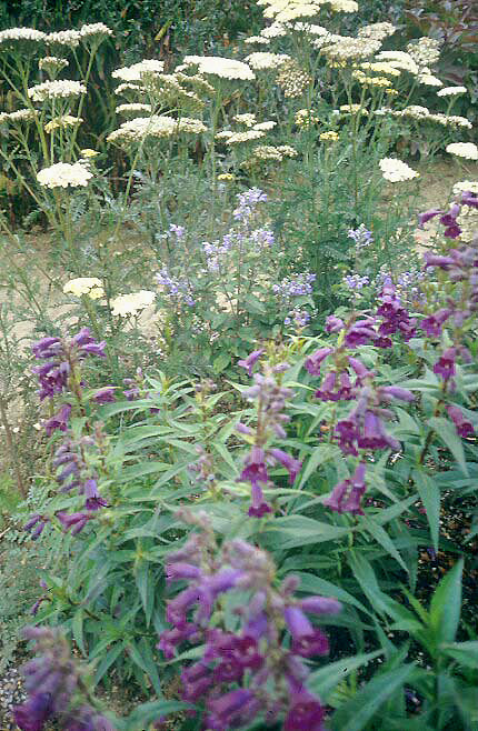 PENSTEMON 'MIDNIGHT'