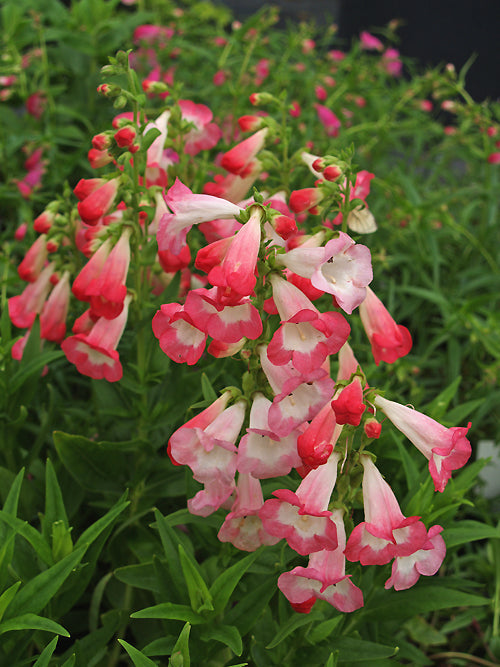 PENSTEMON 'MELTING CANDY'