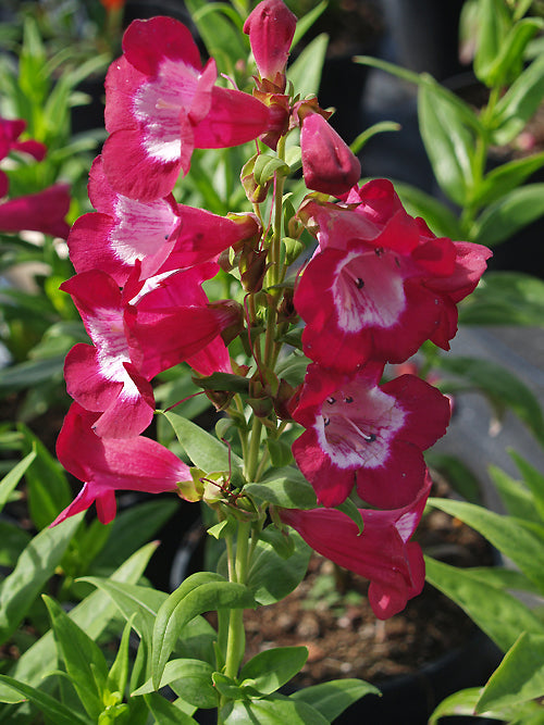 PENSTEMON 'SWEET CHERRY'