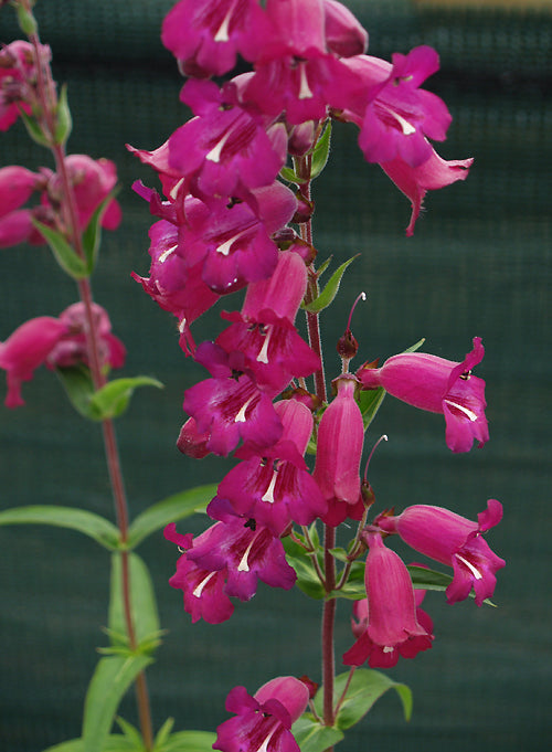 PENSTEMON 'WHITETHROAT'