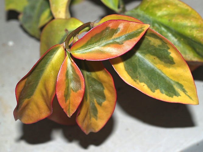 PERESKIA ACULEATA 'GODSEFFIANA' marginal chimera