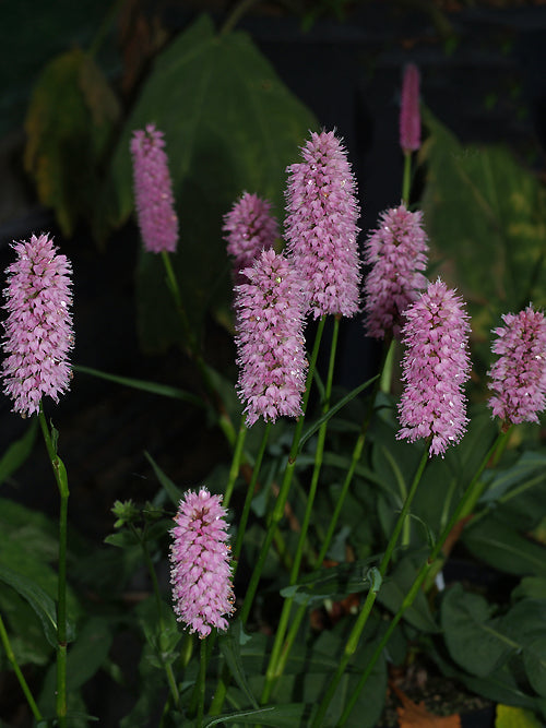 PERSICARIA BISTORTA 'HOHE TATRA'