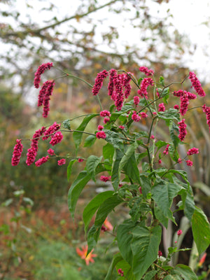 PERSICARIA ORIENTALIS