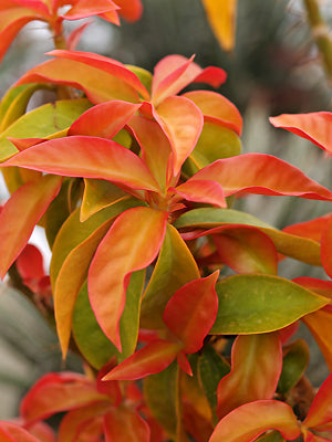 PERESKIA ACULEATA 'GODSEFFIANA'