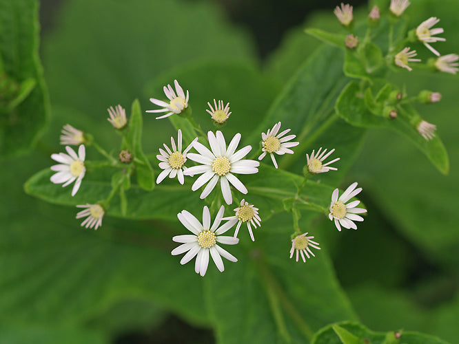 PERICALLIS APPENDICULATA